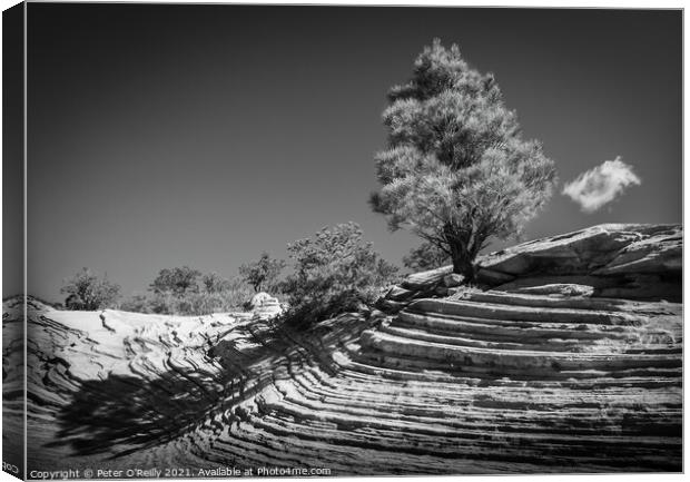 Desert Tree #1 Canvas Print by Peter O'Reilly
