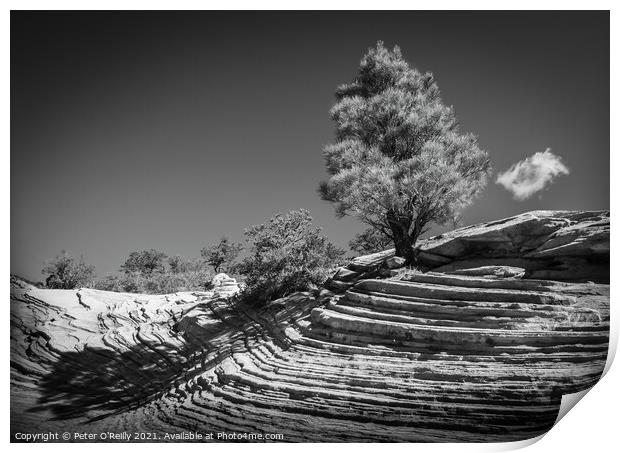 Desert Tree #1 Print by Peter O'Reilly