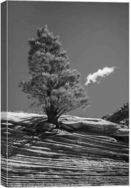 Desert Tree #2 Canvas Print by Peter O'Reilly