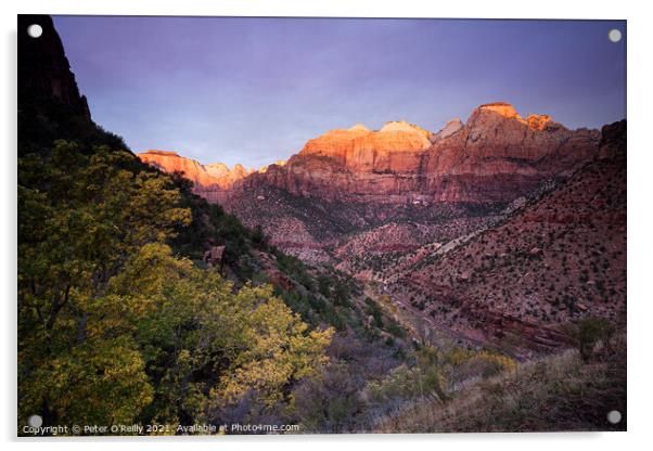 Sunrise on the Great Streaked Wall and the Sentinel, Zion Nation Acrylic by Peter O'Reilly