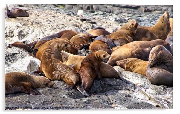 Seals - Montague Island - Australia 8 Acrylic by Steven Ralser
