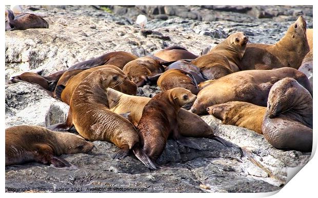 Seals - Montague Island - Australia 8 Print by Steven Ralser