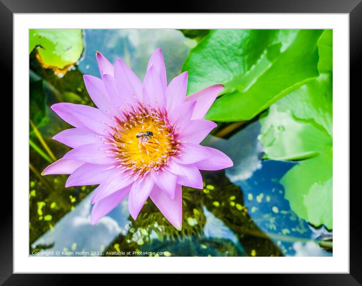 Bee on lilac purple flower Framed Mounted Print by Kevin Hellon