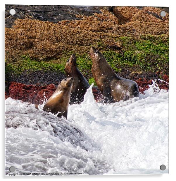 Seals - Montague Island - Australia 7 Acrylic by Steven Ralser