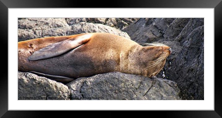 Seal - Montague Island - Australia 6 Framed Mounted Print by Steven Ralser