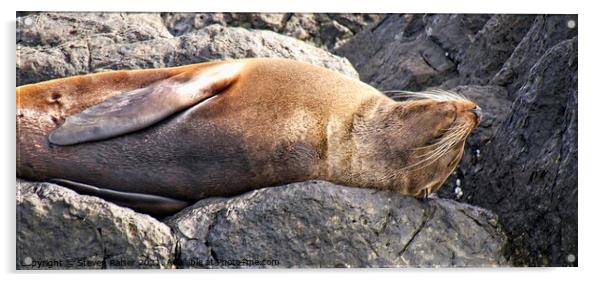 Seal - Montague Island - Australia 6 Acrylic by Steven Ralser