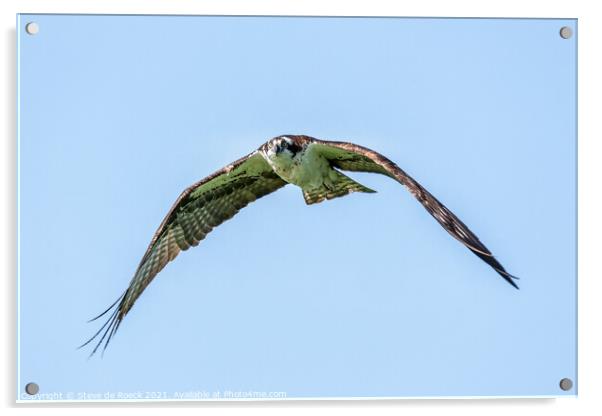Osprey In Flight; Pandion haliaetus. Acrylic by Steve de Roeck