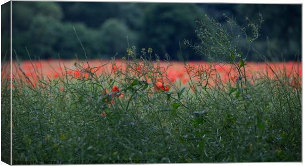Scarlet Sea of Poppies Canvas Print by Jacqui Farrell