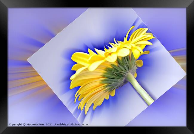 Yellow and blue Framed Print by Marinela Feier