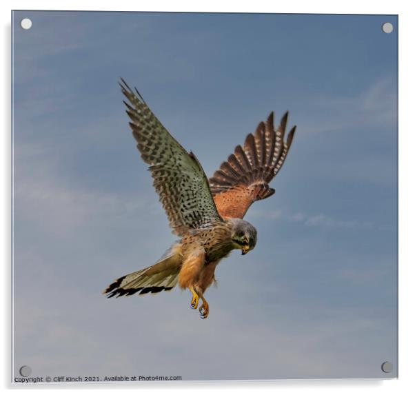 Kestrel hovering Acrylic by Cliff Kinch