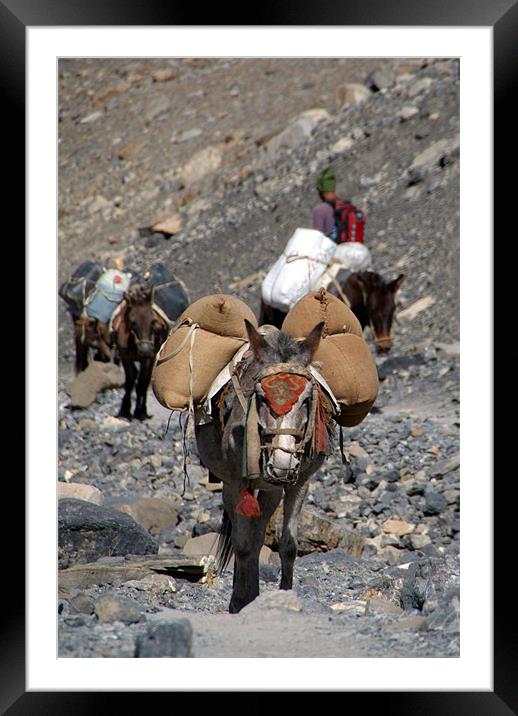 Mules Climbing Thorung La Framed Mounted Print by Serena Bowles