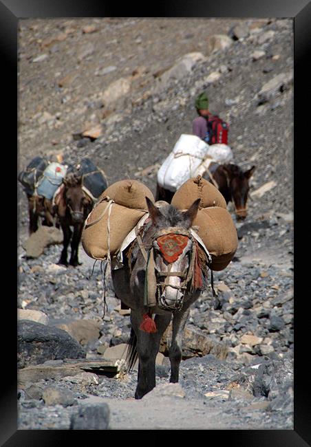 Mules Climbing Thorung La Framed Print by Serena Bowles