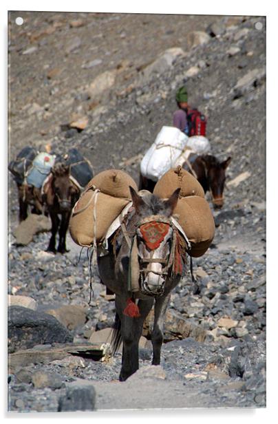 Mules Climbing Thorung La Acrylic by Serena Bowles