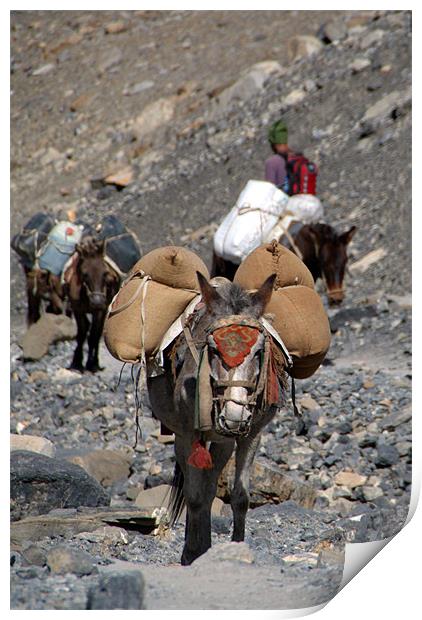 Mules Climbing Thorung La Print by Serena Bowles