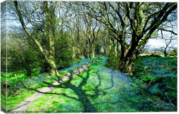 Horn Wood Bluebells  Canvas Print by Alison Chambers