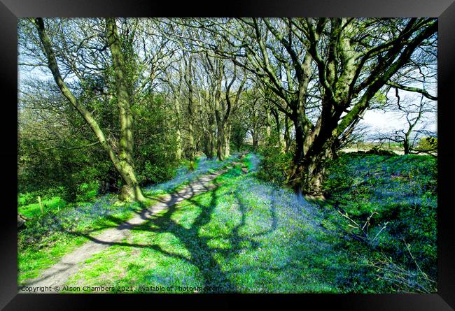 Horn Wood Bluebells  Framed Print by Alison Chambers