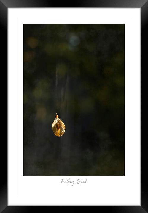 Falling Seed Framed Mounted Print by Jaxx Lawson