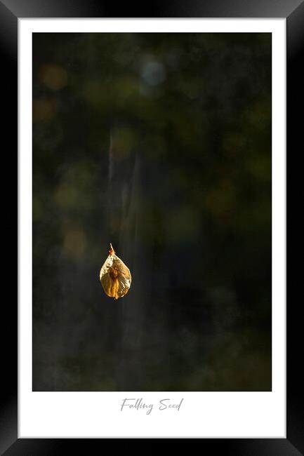 Falling Seed Framed Print by Jaxx Lawson