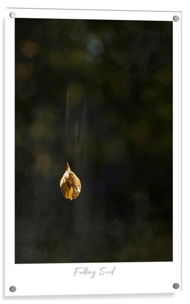 Falling Seed Acrylic by Jaxx Lawson