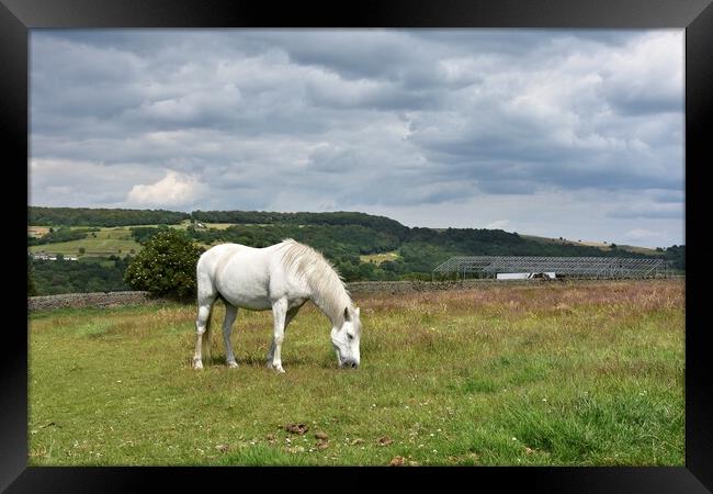 Horse grazing Holmfirth Framed Print by Roy Hinchliffe