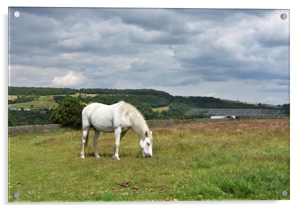 Horse grazing Holmfirth Acrylic by Roy Hinchliffe