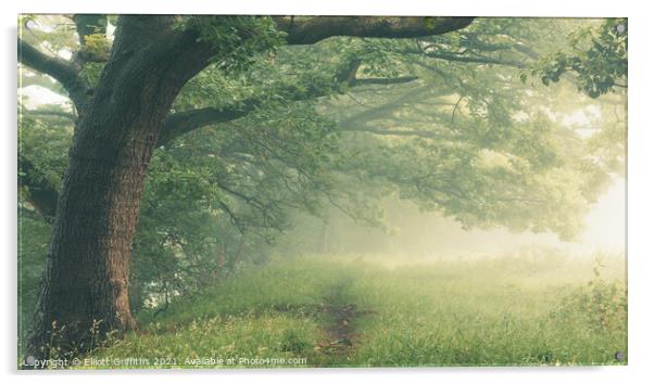 Enchanted Mist Acrylic by Elliott Griffiths
