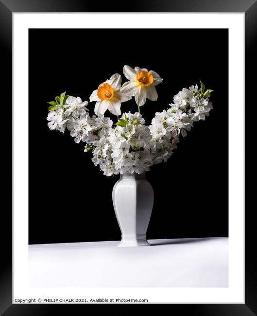 Dafodils and Apple Blossom in a vase 314 Framed Print by PHILIP CHALK