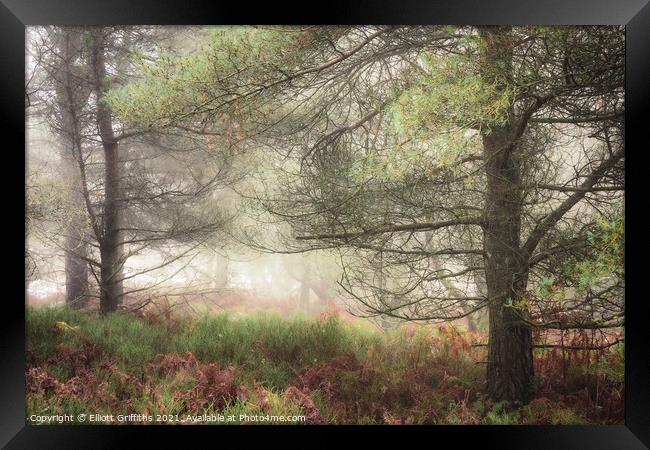 Misty Woodland Framed Print by Elliott Griffiths