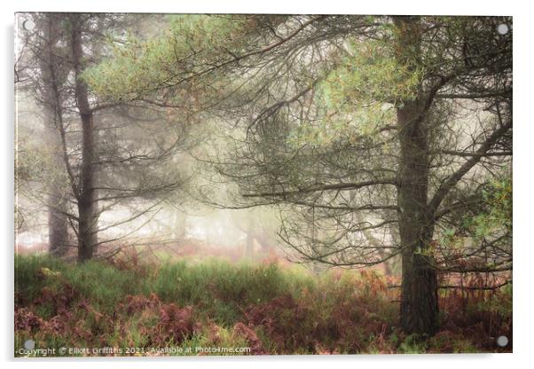 Misty Woodland Acrylic by Elliott Griffiths