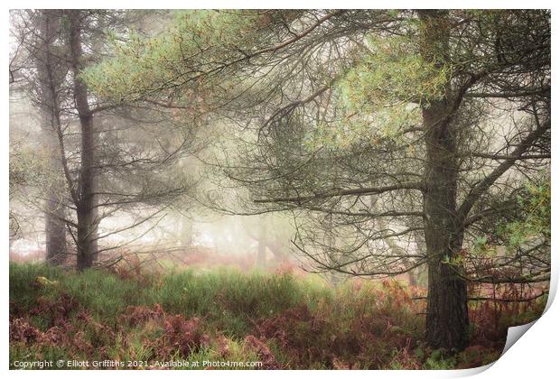 Misty Woodland Print by Elliott Griffiths