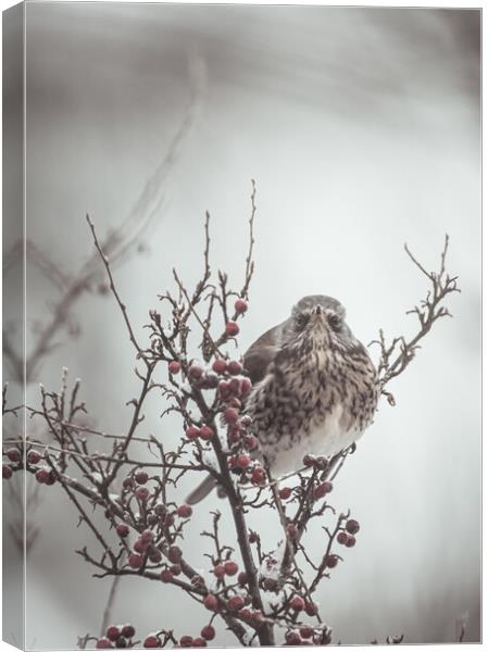 A Bird in a Berry Tree Canvas Print by Duncan Loraine