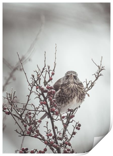 A Bird in a Berry Tree Print by Duncan Loraine