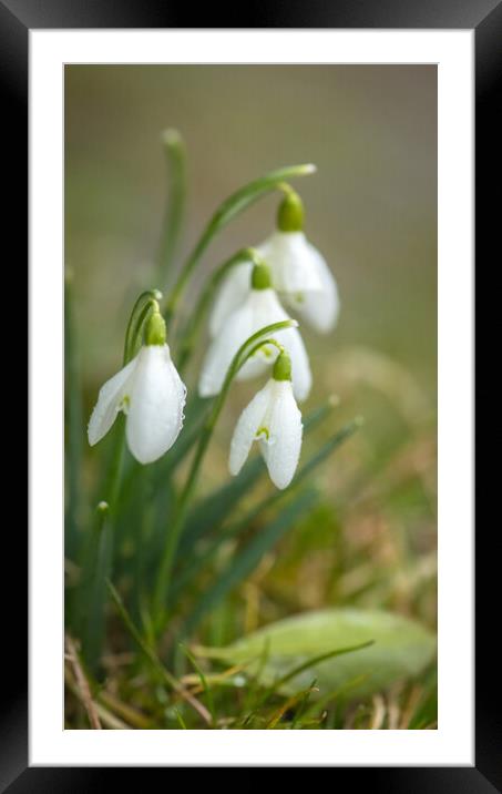 A close up of Snowdrops Framed Mounted Print by Duncan Loraine