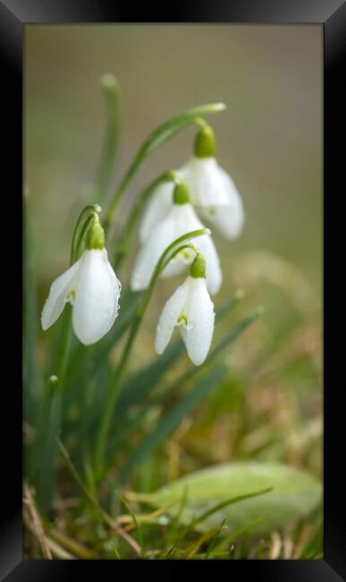 A close up of Snowdrops Framed Print by Duncan Loraine