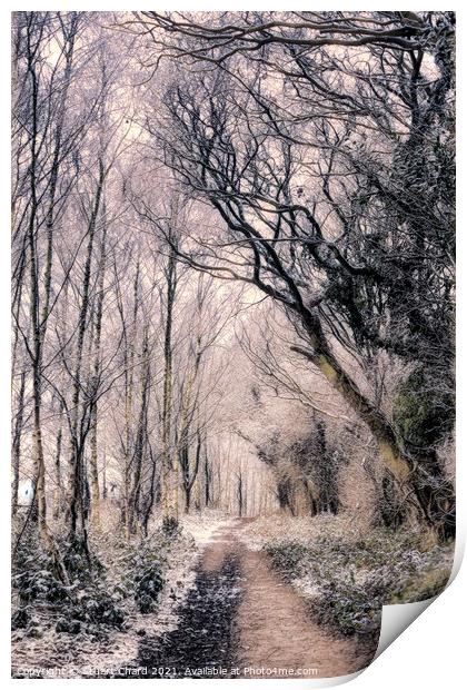 Forest path in winter Print by Stuart Chard