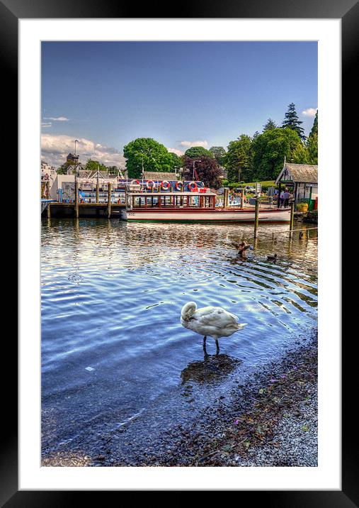 Quick Preen - Lake Windermere Framed Mounted Print by Victoria Limerick