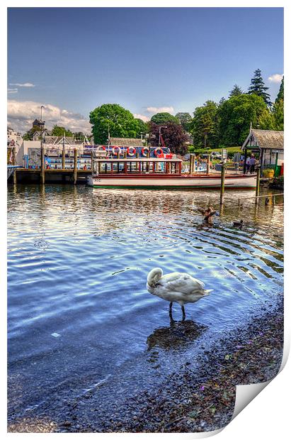 Quick Preen - Lake Windermere Print by Victoria Limerick