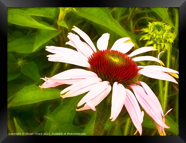 Echinacea or coneflower Framed Print by Travel and Pixels 