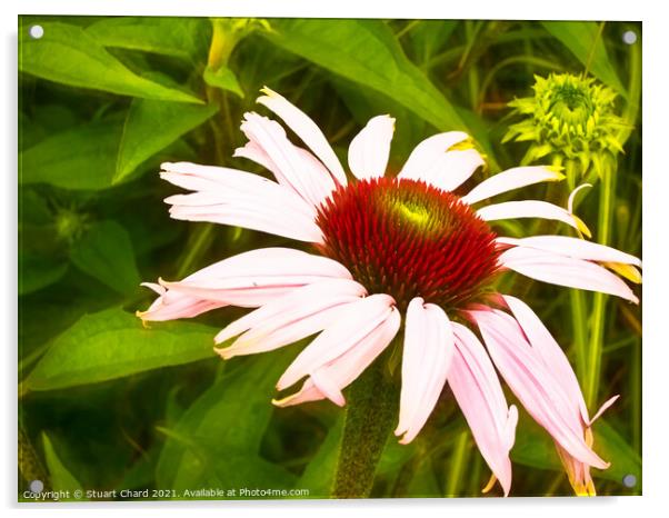 Echinacea or coneflower Acrylic by Travel and Pixels 