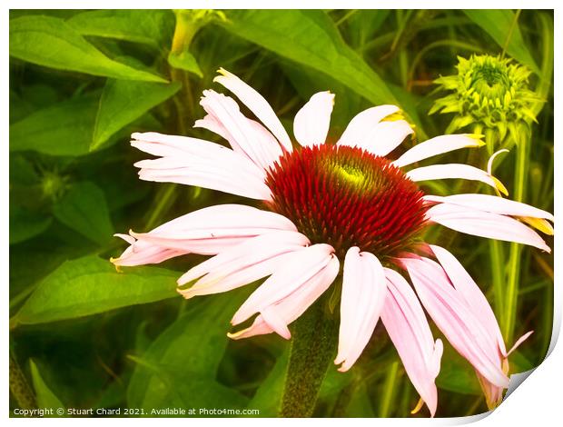Echinacea or coneflower Print by Travel and Pixels 