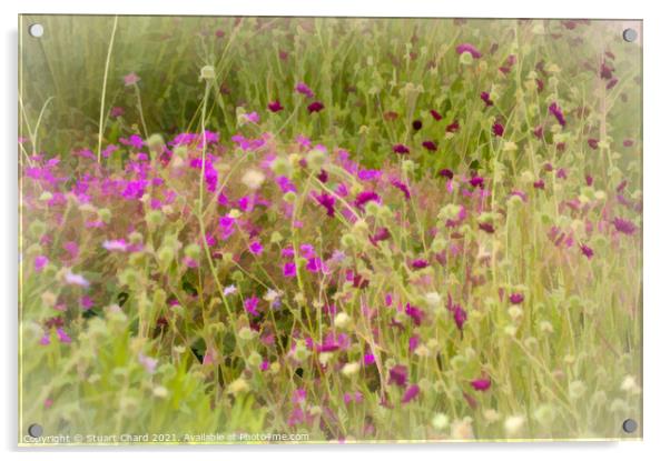 Wild flowers in the English countryside Acrylic by Travel and Pixels 