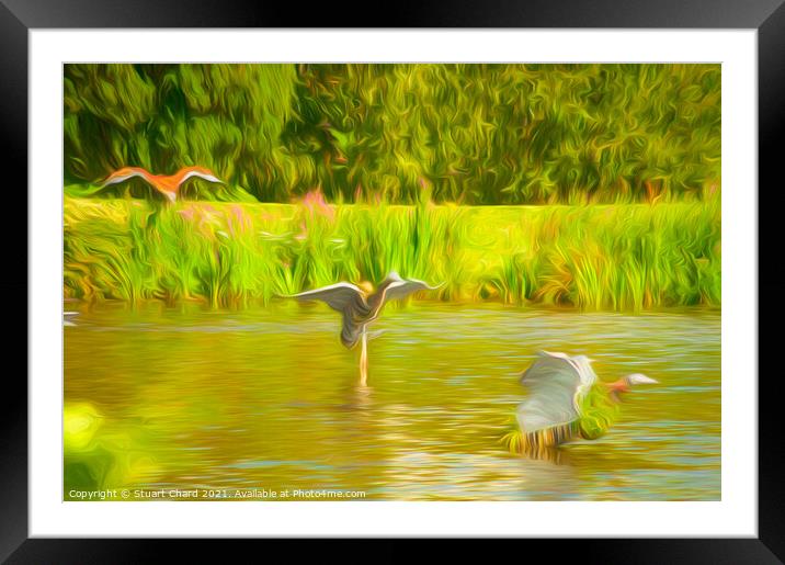 Ducks on the water Framed Mounted Print by Travel and Pixels 