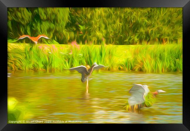 Ducks on the water Framed Print by Travel and Pixels 