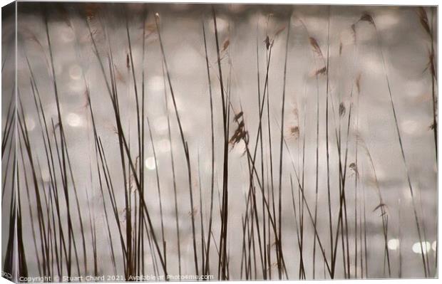 In the reeds Canvas Print by Stuart Chard