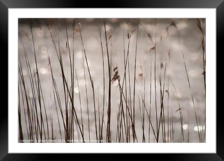 In the reeds Framed Mounted Print by Travel and Pixels 