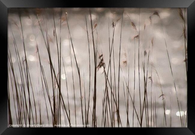 In the reeds Framed Print by Travel and Pixels 
