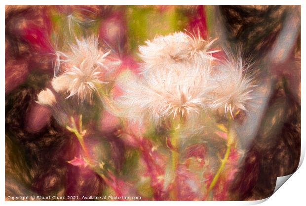 Soft thistle head artwork Print by Travel and Pixels 