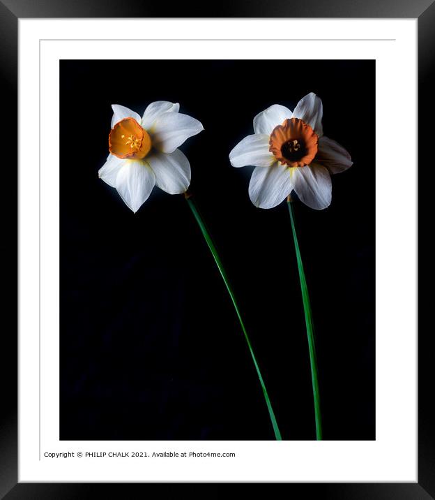 Dafodil long stems 315  Framed Mounted Print by PHILIP CHALK