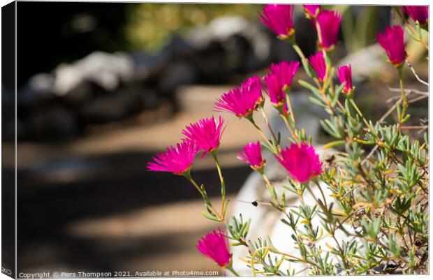 Pink wild flowers in The Gibraltar Botanic Gardens  Canvas Print by Piers Thompson
