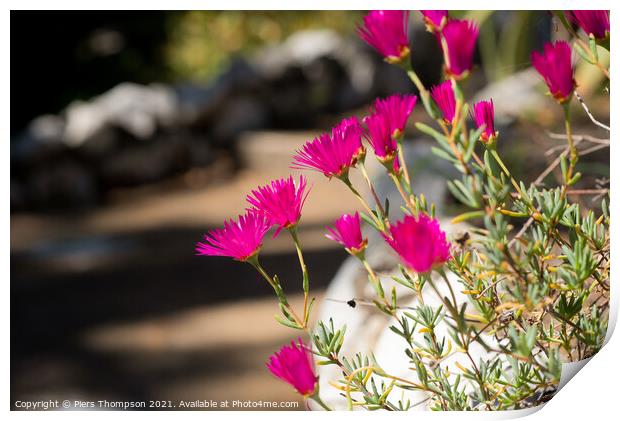 Pink wild flowers in The Gibraltar Botanic Gardens  Print by Piers Thompson